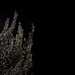 Blossom at night 