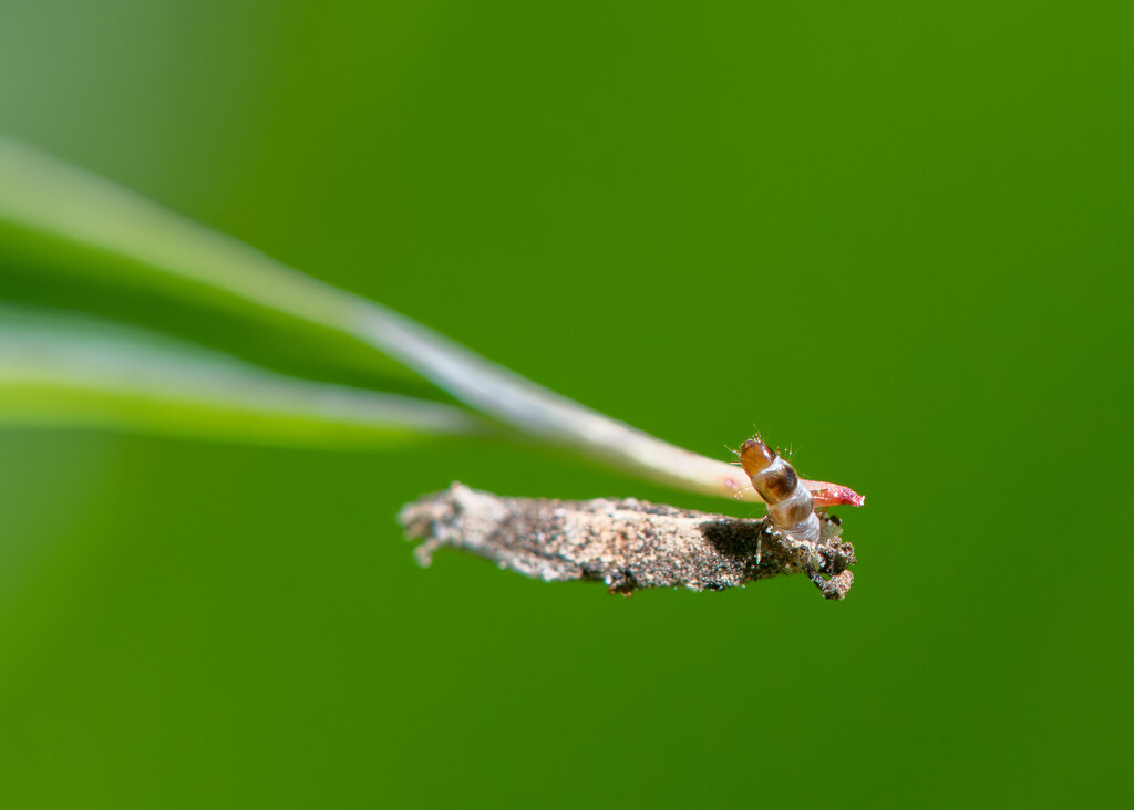 Why the dead leaf is moving?  by yaorenliu