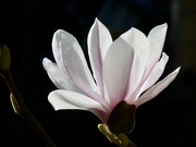 18th Mar 2026 - Magnolia