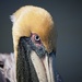 LHG_4877 Pelican eye