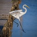 LHG_5682One Long step for the Great Egret