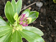20th Mar 2026 - Daphne….