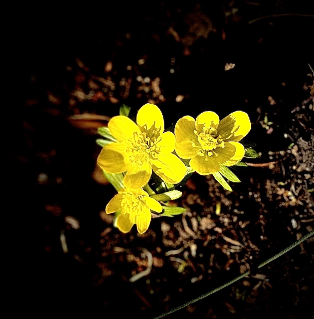 Winter Aconite by maryanne33