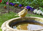 21st Mar 2026 - Greenfinch having a drink