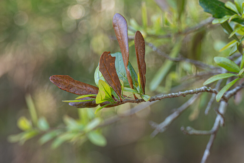 Stages of growth of the Live Oak... by thewatersphotos