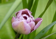 22nd Mar 2026 - Developing nicely