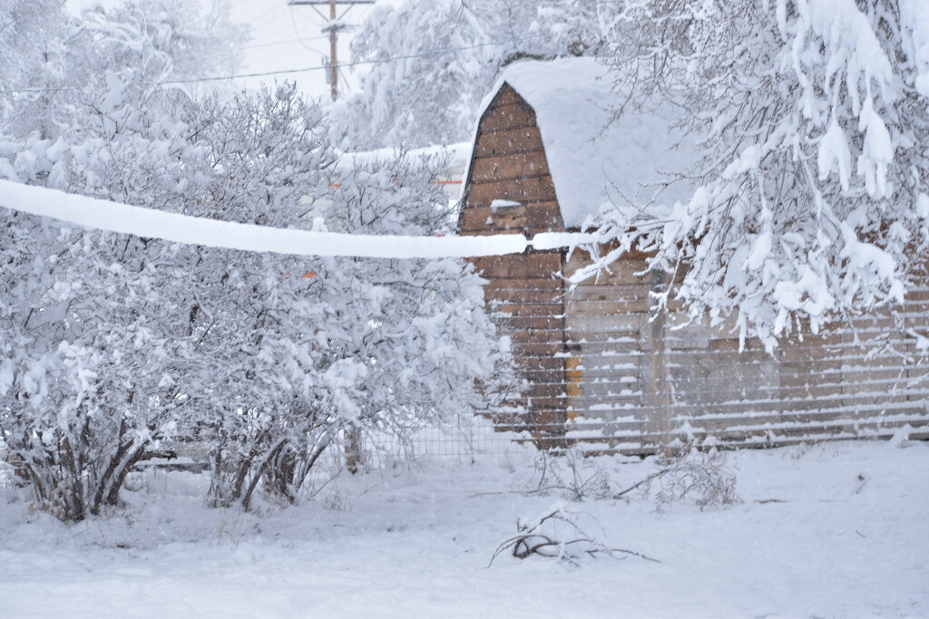 Our Neighbor's Storage Shed... by bjywamer
