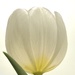 White tulips