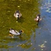 Making Ripples ~