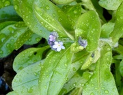 25th Mar 2026 - Drenched forget me nots…..
