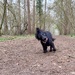 Crazy cocker