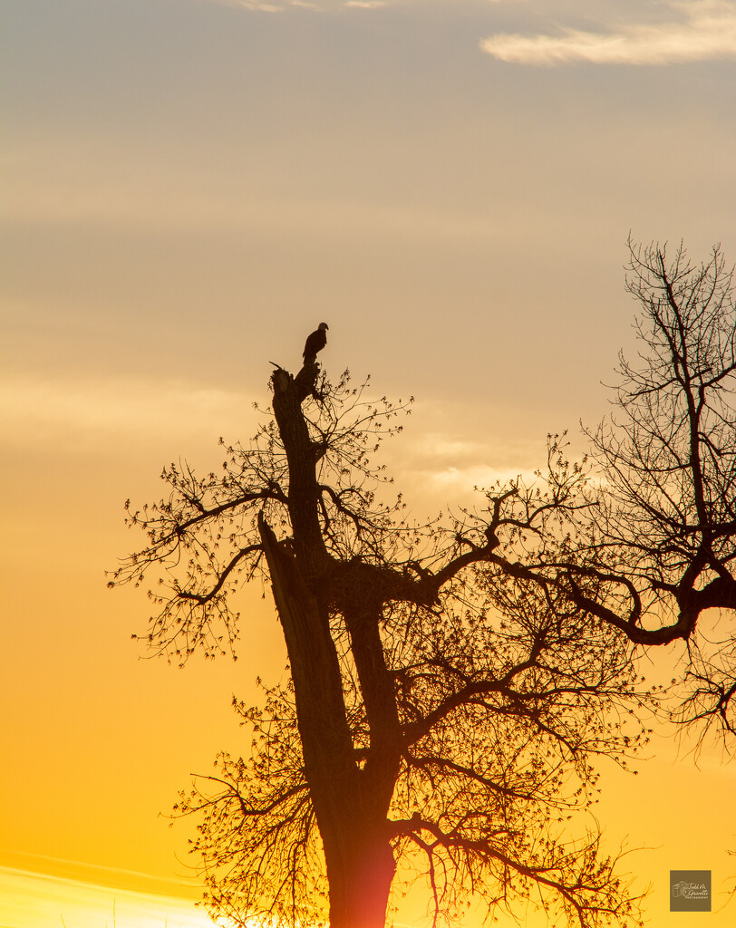 Eagle at Sunrise_2026_03_24_D71_3152 (1) by toddg