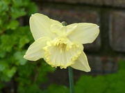 26th Mar 2026 - A simple daffodil