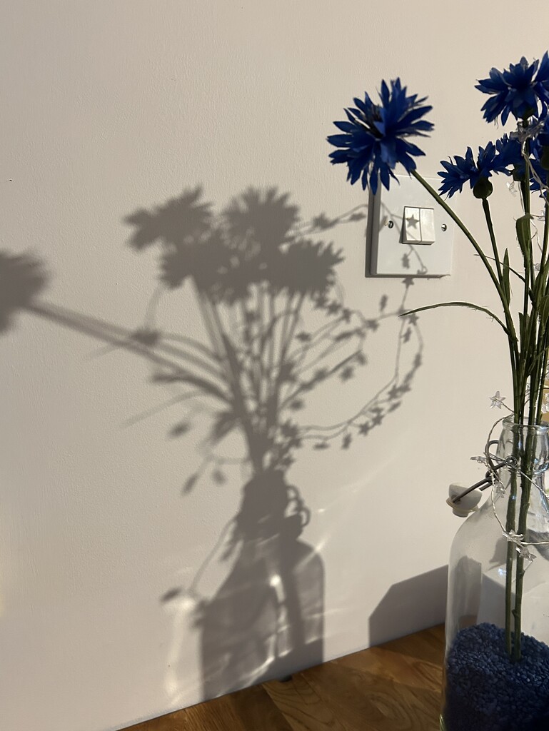 Shadow  by tracybeautychick