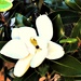 Magnolia & Two Photobombers ~