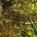 Wonderful Reflections ~