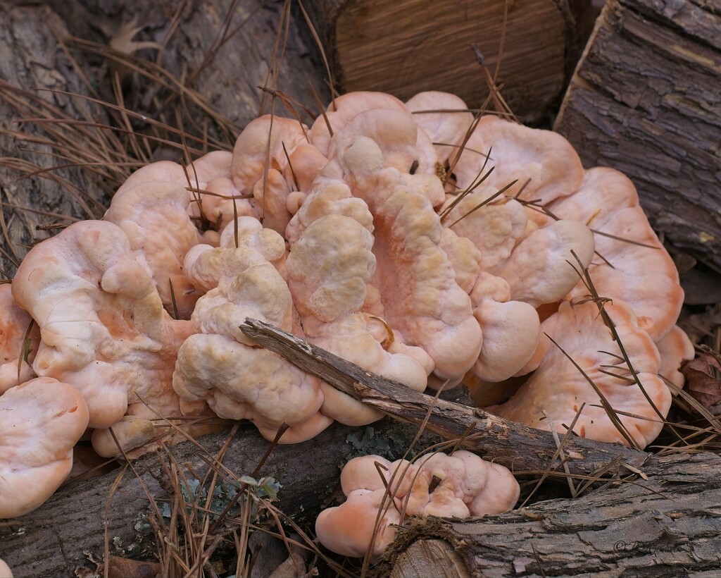 LHG_5999Chicken of the woods Mushroom by rontu