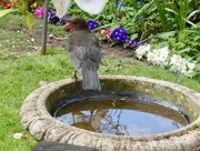 31st Mar 2026 - Relaxed blackbird