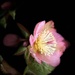 Hellebore