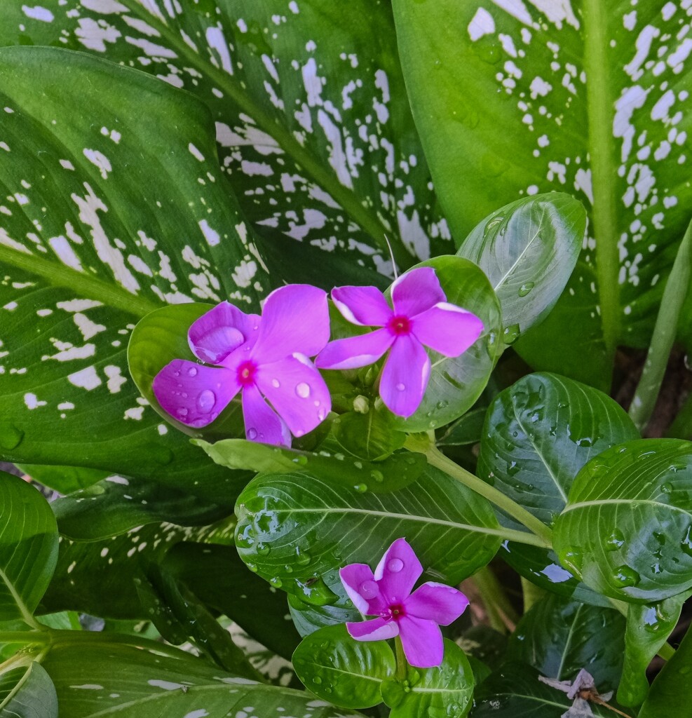 Pink flowers in Morning sun. Kimberly Street. by ianjb21