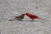 30th Mar 2026 - Cardinal Dinner Date