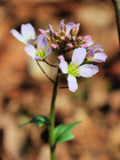 1st Apr 2026 - Cuckoo Flower