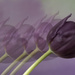 Purple tulips