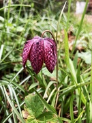 1st Apr 2026 - Snakes Head Fritillary