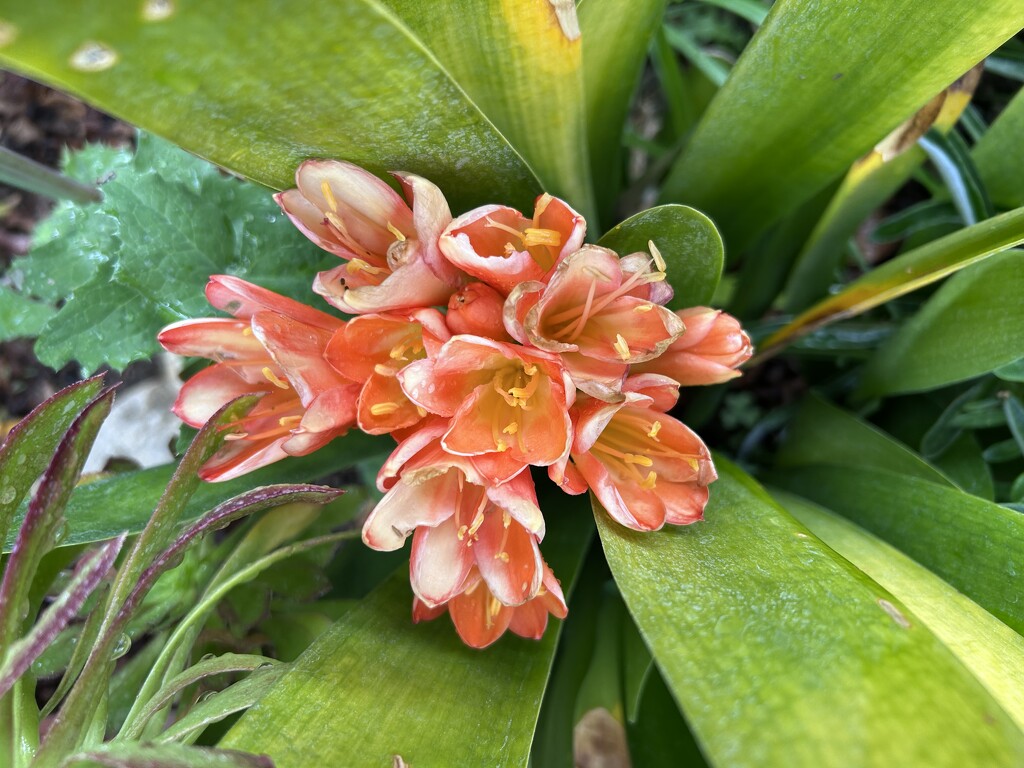 Clivia by loweygrace