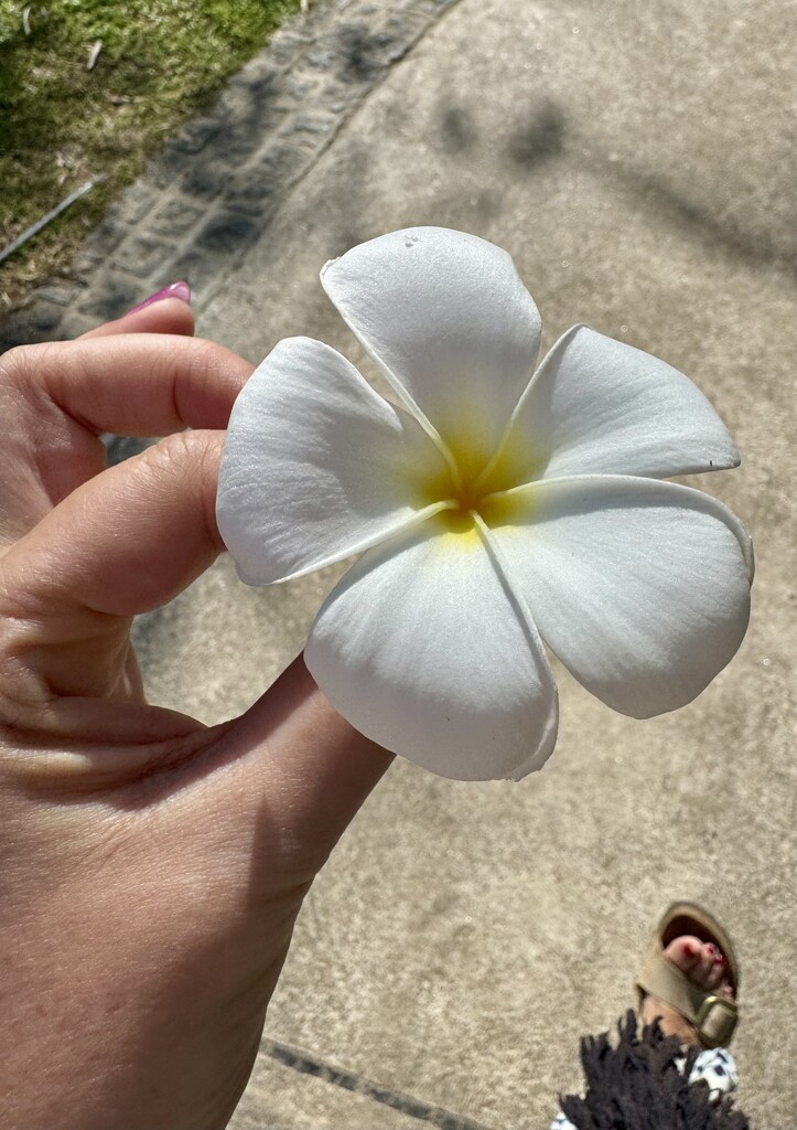 Big plumeria.  by cocobella