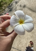1st Apr 2026 - Big plumeria. 