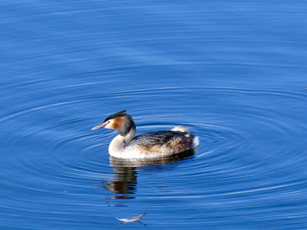 Great Crested Grebe by orchid99