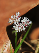 2nd Apr 2026 - Harbinger of Spring Bringing Good News