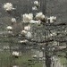 À-la Monet 