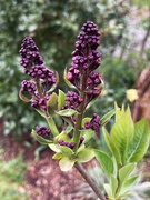 2nd Apr 2026 - Lilac buds