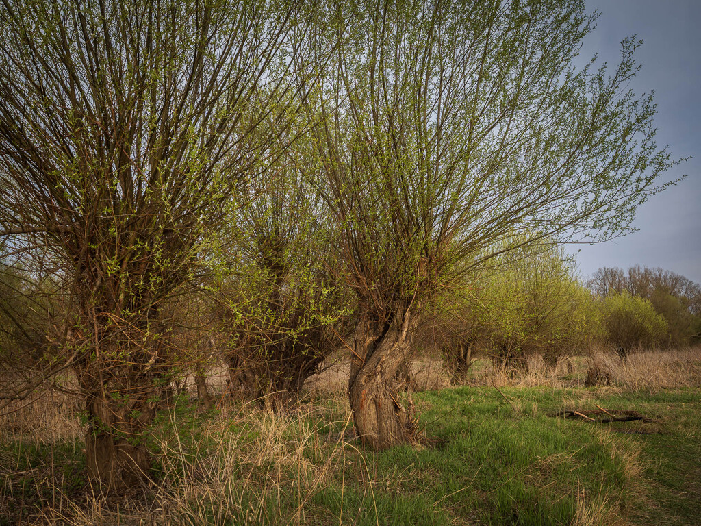 Old willows by haskar