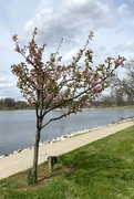 2nd Apr 2026 - I'm almost too late for the cherry blossoms