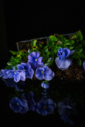 2nd Apr 2026 - pansies