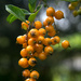 Rainbow-2026: Duranta berries