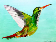 3rd Apr 2026 - Hummingbird (acrylic painting)