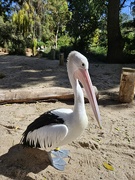 2nd Apr 2026 - Pelican in the sun