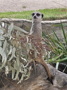 3rd Apr 2026 - Meerkat magic