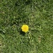 The Lone Dandelion