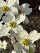 2nd Apr 2026 - Dogwood Blooms