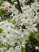 3rd Apr 2026 - Full on blossom