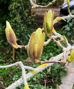 4th Apr 2026 - The Magnolia 