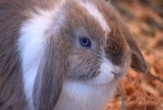 4th Apr 2026 - Bunny Time
