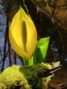 4th Apr 2026 - Skunk Cabbage