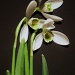  Snowdrops. by snowy
