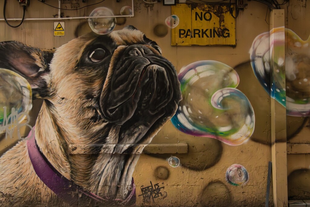 No barking…… by billdavidson